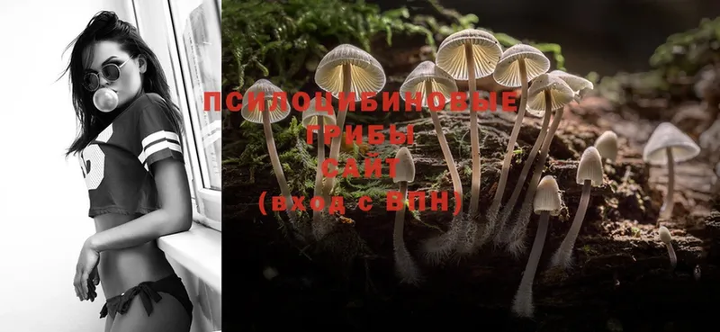 где найти наркотики  Златоуст  площадка формула  Галлюциногенные грибы MAGIC MUSHROOMS 